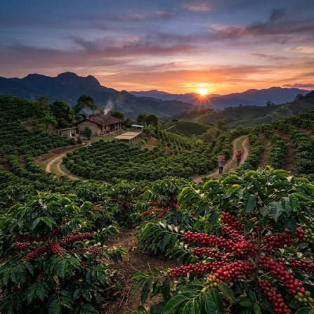 The terroir