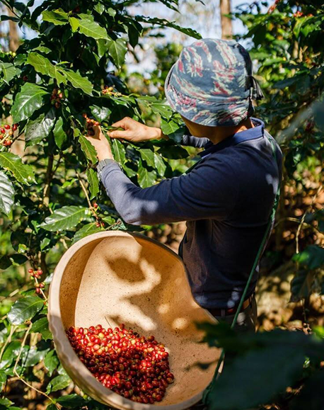 Da Lat, the Unlikely Home of El Salvador's Rare Pacamara Coffee Beans _ Saigoneer (1)